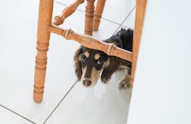 Perro inseguro, imagen ilustrativa.