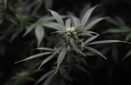 Se ven plantas de cannabis creciendo dentro de un dispensario de cannabis en Bangkok el 26 de junio de 2025.