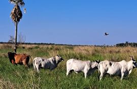 Ganadero de Villa Franca denuncia la desaparición de 54 animales vacunos de su establecimiento; sospecha que se trataría de un hecho de abigeato.