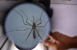 Fotografía del mosquito Aedes aegypti, responsable de transmitir el dengue, a través de un microscopio del Laboratorio de Parasitología Médica y Biología de Vectores de la Facultad de Medicina de la Universidad de Brasilia.