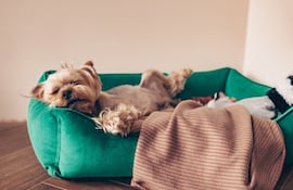 Perro solo en casa.