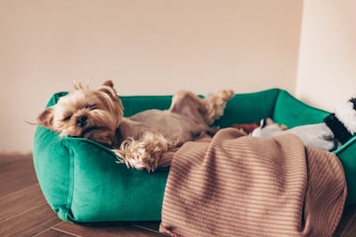 Perro solo en casa.