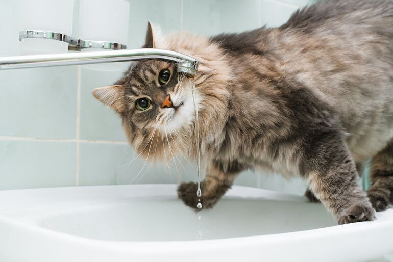 Gato bebe agua de la canilla.