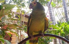 "Pancho" lleva 20 años con su familia y siempre alegra a los niños del barrio.