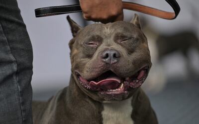 Elegir la correa adecuada para pasear a tu perro es crucial.