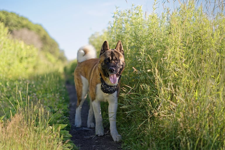 Akita americano.