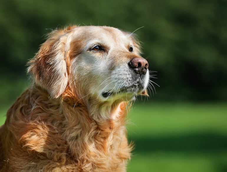 Perro golden retriever anciano.