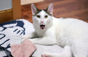 Gato Japanese Bobtail.