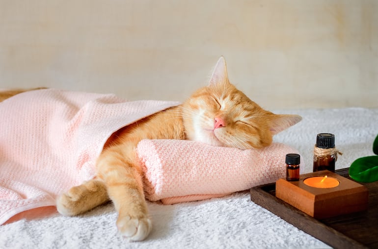 Gato duerme relajado cerca de una vela y aceites esenciales.