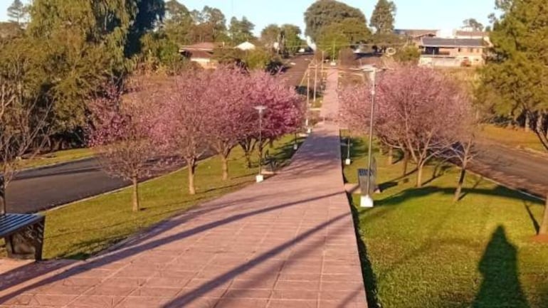 Camino flanqueado por cerezos en flor, con casas al fondo. Ambiente tranquilo y soleado, ideal para paseos.