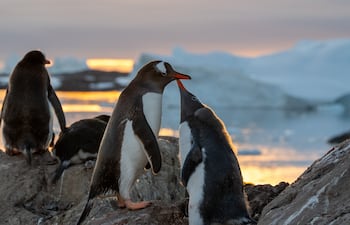 Pingüinos papúa en la Antártida.