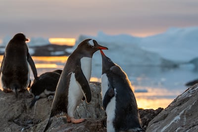 Pingüinos papúa en la Antártida.