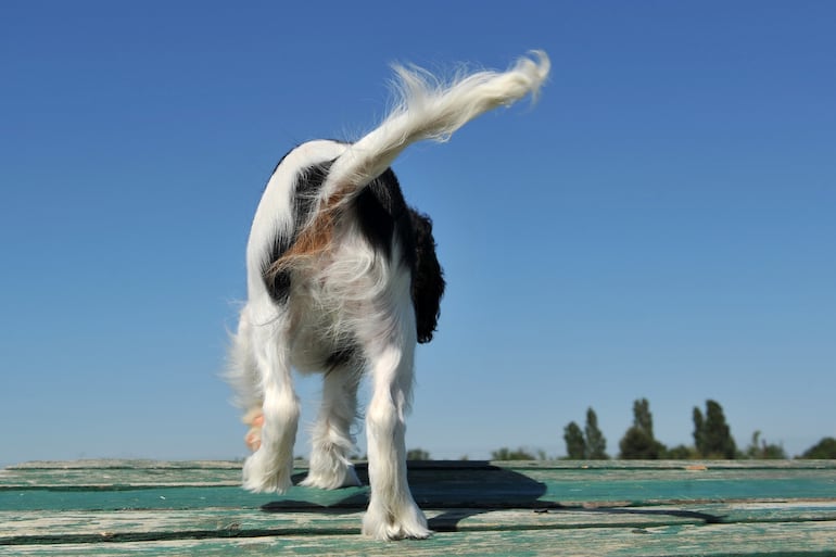Perro mueve su cola a su derecha.