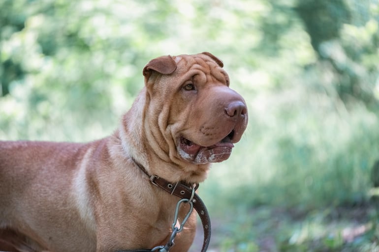 Perro de la raza shar pei, un perro con muchas arrugas.