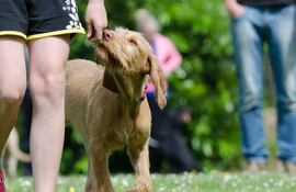 Es bueno marcar una rutina diaria de paseo, aunque no parezca, los perros son animales de costumbre. La cantidad de horas y la frecuencia de los paseos depende mucho de le edad y la raza.