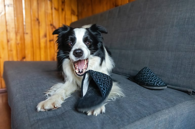 Concepto de border collie destructivo.