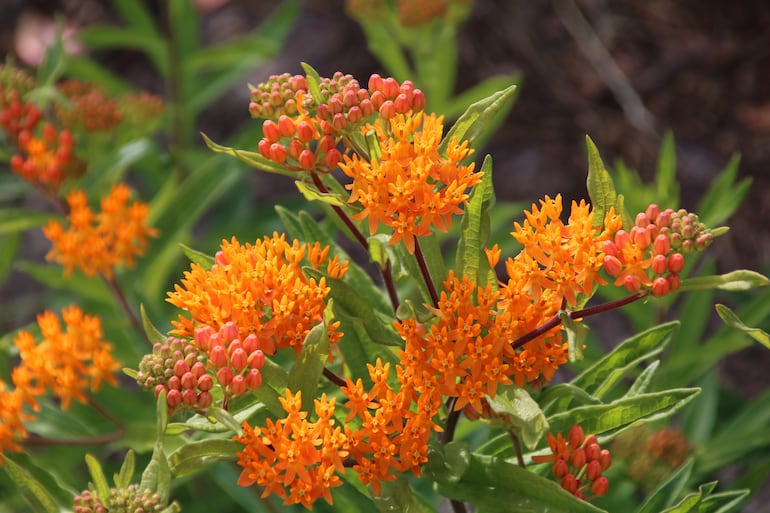 Asclepias.