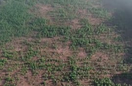 Una vista aérea de la enorme parcela de cultivo de marihuana en pleno proceso de crecimiento, en medio de la colonia indígena.
