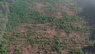 Una vista aérea de la enorme parcela de cultivo de marihuana en pleno proceso de crecimiento, en medio de la colonia indígena.