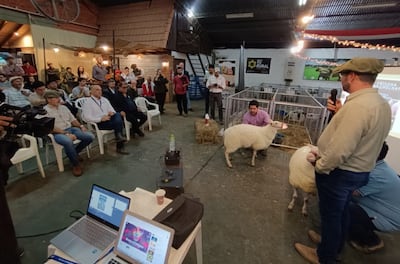 Everton Walter presenta la raza ovina lanera-lechera frisona.