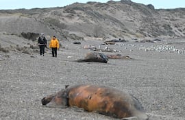 Turistas pasan junto a una cría muerta de ballena franca austral, que es devorada por gaviotas, en una playa cerca de Puerto Madryn, Chubut, Argentina, el 22 de septiembre de 2026.