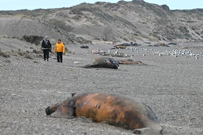 Turistas pasan junto a una cría muerta de ballena franca austral, que es devorada por gaviotas, en una playa cerca de Puerto Madryn, Chubut, Argentina, el 22 de septiembre de 2026.