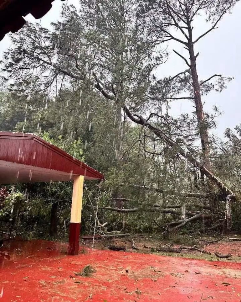 La caída de un árbol obligó al cierre de la ruta PY01 en General Delgado.