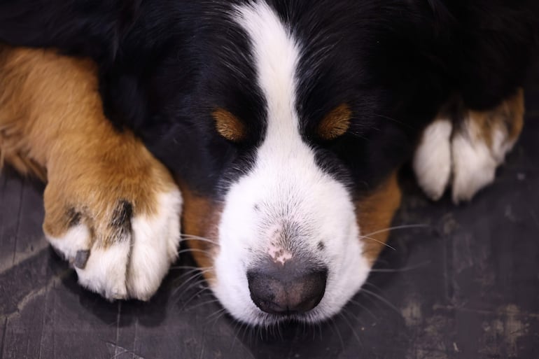 Dulces sueños perrunos