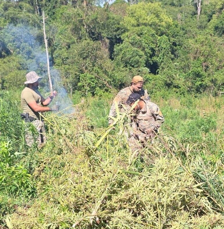 Senad y FTC destruyeron cultivos de marihuana en Obligado
