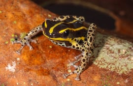 Ranitomeya hwata.