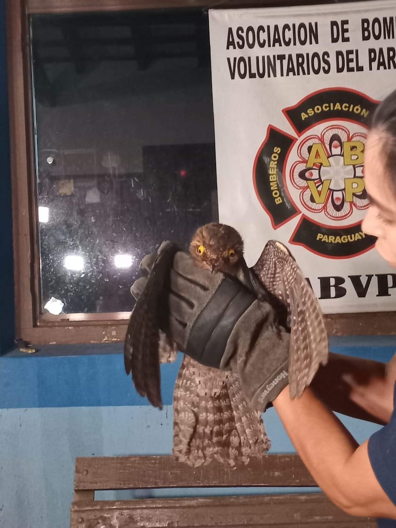 Hombre con guantes sostiene un urutaú marrón con ojos amarillos, en una estación de bomberos con cartel visible.
