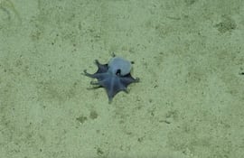 Una imagen de archivo sin fecha distribuida el 22 de mayo de 2026 por la Fundación Charles Darwin muestra a un pulpo pigmeo azul recién descubierto en las islas Galápagos. Mientras patrullaban las aguas profundas de las islas Galápagos, los investigadores encontraron a un nuevo pulpo no más grande que una pelota de golf, un hallazgo que no resulta tan inusual para un animal que sigue siendo tan misterioso como siempre.
