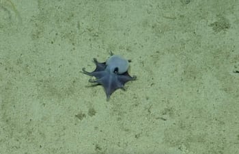 Una imagen de archivo sin fecha distribuida el 22 de mayo de 2026 por la Fundación Charles Darwin muestra a un pulpo pigmeo azul recién descubierto en las islas Galápagos. Mientras patrullaban las aguas profundas de las islas Galápagos, los investigadores encontraron a un nuevo pulpo no más grande que una pelota de golf, un hallazgo que no resulta tan inusual para un animal que sigue siendo tan misterioso como siempre.