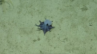 Una imagen de archivo sin fecha distribuida el 22 de mayo de 2026 por la Fundación Charles Darwin muestra a un pulpo pigmeo azul recién descubierto en las islas Galápagos. Mientras patrullaban las aguas profundas de las islas Galápagos, los investigadores encontraron a un nuevo pulpo no más grande que una pelota de golf, un hallazgo que no resulta tan inusual para un animal que sigue siendo tan misterioso como siempre.