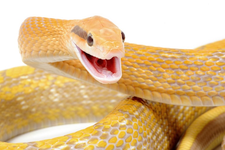 Serpiente china (Orthriophis taeniurus).