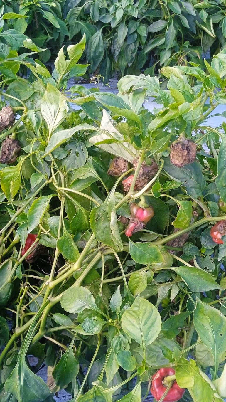 Productores de tomates denuncian abandono del MAG tras las perdidas provocada por un temporal.