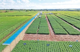 Confirman para el 2027 comercialización de soja tolerante a sequía