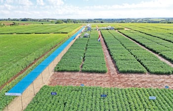 Confirman para el 2027 comercialización de soja tolerante a sequía