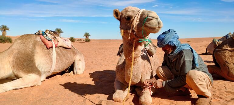 Guía del desierto, con un turbante azul, se arrodilla para ajustar el aparejo de un dromedario de color claro. Timimun. Argelia.