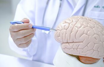 Doctor sostiene un modelo de cerebro.