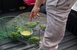 Siete aves pequeñas de color verde, dentro de una jaula alrededor de un plato con alimento