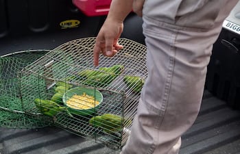 Siete aves pequeñas de color verde, dentro de una jaula alrededor de un plato con alimento