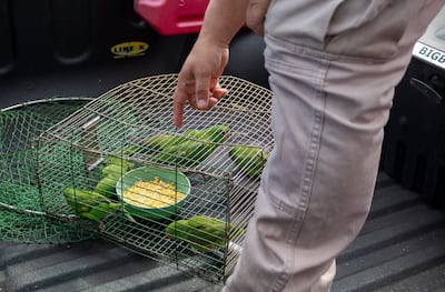 Siete aves pequeñas de color verde, dentro de una jaula alrededor de un plato con alimento