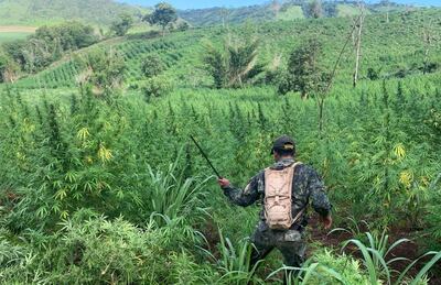 Anularon más de 600 toneladas de marihuana.