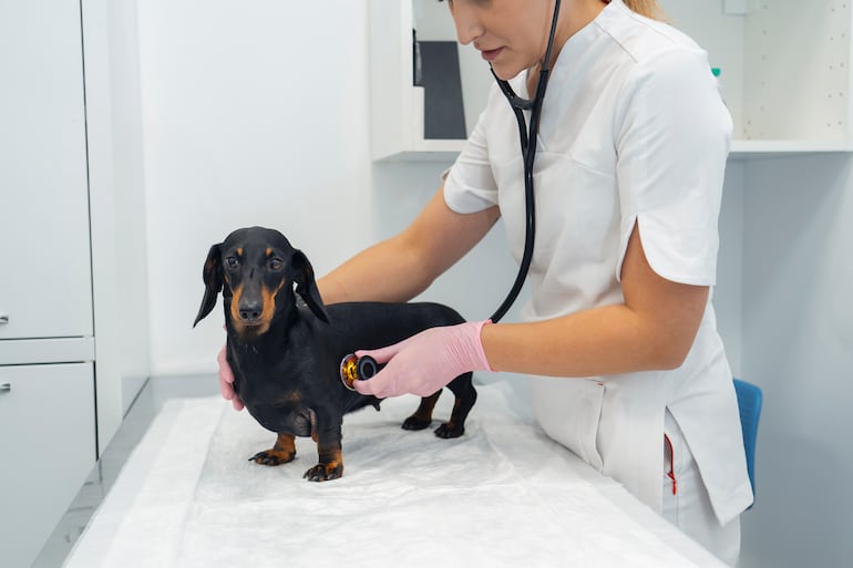 Perro salchicha en la veterinaria.