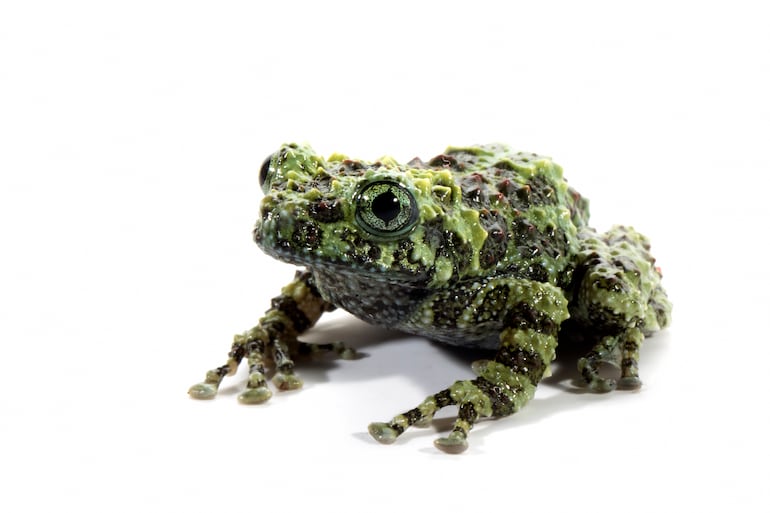 Theloderma corticale.