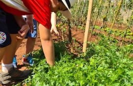 En la Granja Kabure'i, los más pequeños pueden descubrir de cerca cómo se cultivan verduras y otros productos orgánicos, aprendiendo sobre la naturaleza y la producción sostenible mientras disfrutan de una experiencia única en el campo.