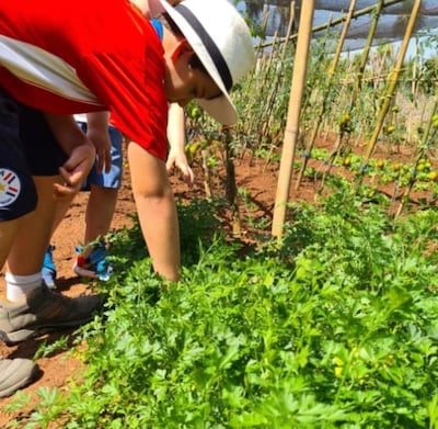 En la Granja Kabure'i, los más pequeños pueden descubrir de cerca cómo se cultivan verduras y otros productos orgánicos, aprendiendo sobre la naturaleza y la producción sostenible mientras disfrutan de una experiencia única en el campo.