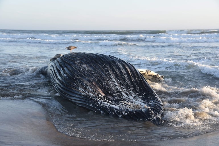 Esta fotografía cedida por la Red de Varamientos de Mamíferos Marinos de la Universidad de California en Santa Cruz (UC Santa Cruz) muestra a una ballena jorobada juvenil que llegó a la costa tras morir por intoxicación con ácido domoico, en Sunset Beach, cerca de Watsonville, en la bahía de Monterey, California, el 5 de junio de 2026.