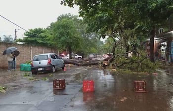 Dos hombres bajo un paraguas conversan a la izquierda, mientras un árbol caído bloquea la calle y el pavimento está mojado.